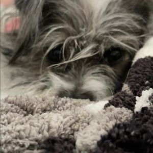 Meet your Posher, Morgan